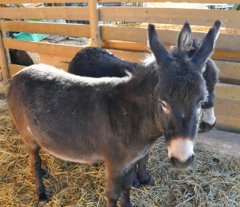 Ferme-de-noel_Brenouille-1