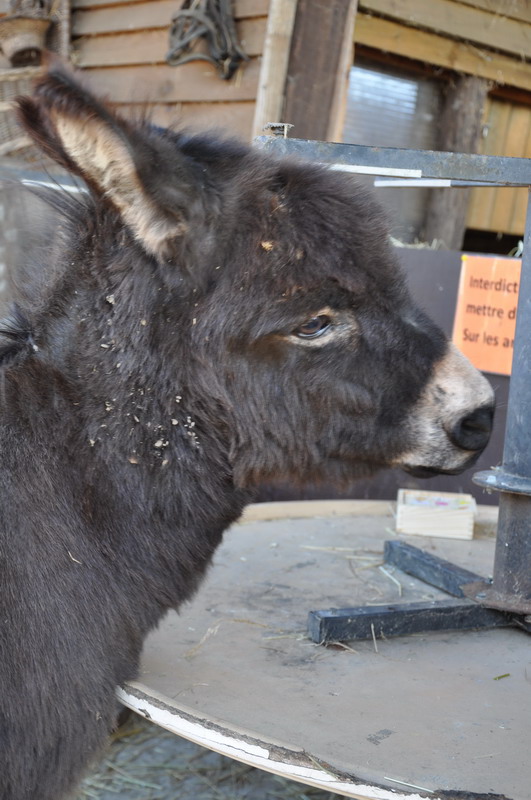 Ferme-de-noel_Brenouille-11