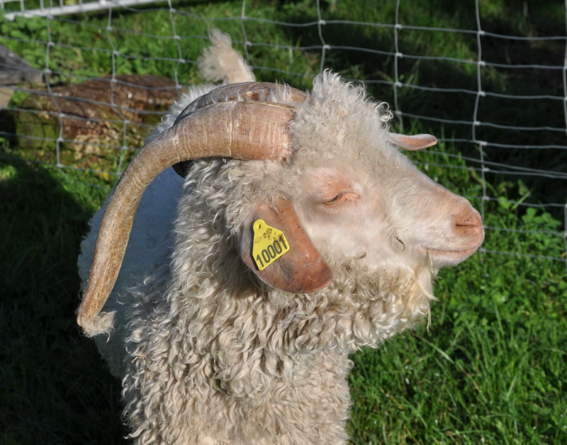 Ferme-de-noel_Brenouille-6