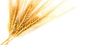 Isolated Golden wheat ear after the harvest