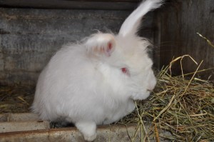 Lapin Angora